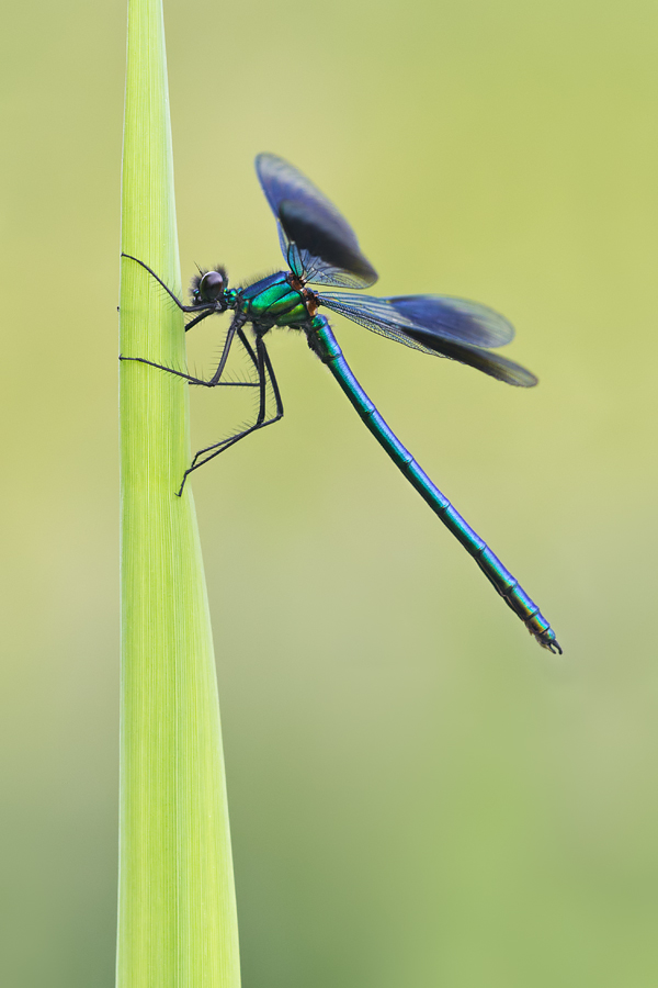 Banded Demoiselle male